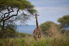 TanzanieUganda_0020_web