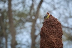 TanzanieUganda_0025_web
