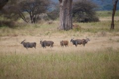 TanzanieUganda_0026_web