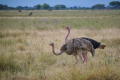 TanzanieUganda_0028_web
