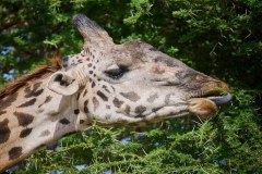 TanzanieUganda_0047_web