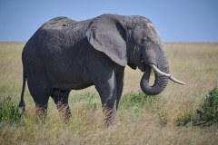 TanzanieUganda_0053_web