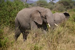 TanzanieUganda_0084_web