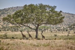 TanzanieUganda_0093_web
