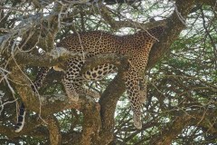 TanzanieUganda_0106_web