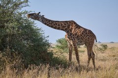 TanzanieUganda_0114_web