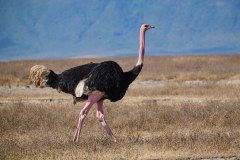 TanzanieUganda_0161_web