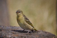 TanzanieUganda_0189_web