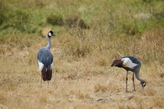 TanzanieUganda_0190_web