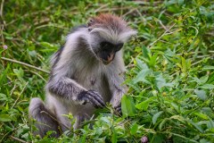 TanzanieUganda_0242_web