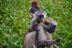 TanzanieUganda_0246_web