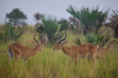 TanzanieUganda_0289_web