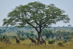 TanzanieUganda_0297_web