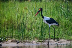 TanzanieUganda_0309_web
