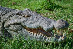 TanzanieUganda_0315_web