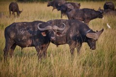 TanzanieUganda_0373_web